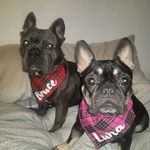 Bruce and Luna - @bruceandlunaslife - Instagram