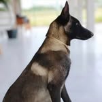 Bruce e Luna - @malinois.bruceeluna - Instagram