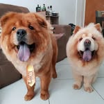 Bruce e Luna - @bruceeluna - Instagram