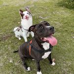 BRUCE e LUNA - @bruce_luna_world - Instagram