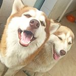 🐶Bruce e Luna, 🐱Magnus e Meggie - @bruceluna47 - Instagram