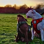 BRUCE LUNA BELLA🐾 - @luna_bella_xoxo - Instagram