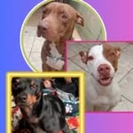 Bruce Luna e Billy _Pets Influence🐾 - @brucelunabilly_pitbull - Instagram