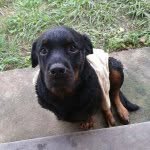 Bruce, Luna e Duda - @tiraofocinho - Instagram