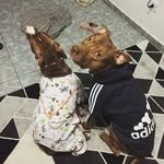 Bruce&Luna - @pitbulls_lunabruce - Instagram