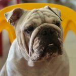 Bruce,Luna - @bruce_luna1 - Instagram