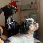 🐶🐶🐱Bruce&Luna&Simba - @bruce.luna.simba - Instagram