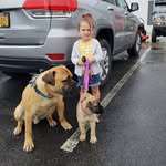 The Heer Family Dogs - @bruce.luna.bull_heer - Instagram