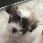 Bruce Ly - @bruce_themalshi - Instagram