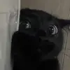 Bruxely! - @hatebrucely - TikTok