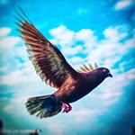 Naveen - @__brucely__ - Instagram