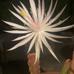 Lisa Bruce-Lyle - @lisabrucelyle - Instagram