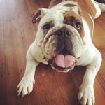 Bruce - @bruce.mack.bulldog - Instagram