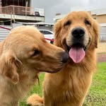 Bruce & Mahomes - @bruce.mahomes - Instagram