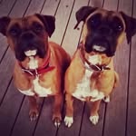 The Prince & The Pea - @bruce_and_marlowe - Instagram