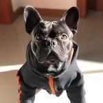 Bruce Marreta - @bulldog_bruce_marreta - Instagram