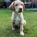 Bruce Marsh - @bruceythelab - Instagram