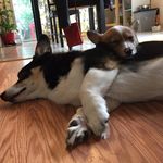 Bruce & Marvel - @marvelandbruce - Instagram
