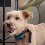 Bruce Marvel - @brucemarvel_dog - Instagram