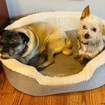 Winston and Bruce Marvel - @snugpugandhischorkiebud - Instagram