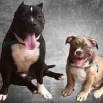 Bruce e Marvin - @brucemarvinbully - Instagram