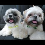 Bruce e Marvin 🐶 - @bruce_e_marvin_ - Instagram