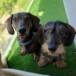 Bruce y Marvin - @bruceymarvin - Instagram