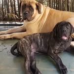 Bruce Banner & Tony Stark - @bruce.mastiff - Instagram