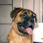 Bruce - @bruce_mastif - Instagram