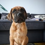 Bruce The Mastiff - @brucemastiff - Instagram