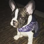 Bulldogs Bruce e Fit - @brucemastrorocco - Instagram