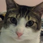 Bruce The Cat - @bruce_matteo - Instagram