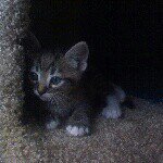 Bruce - @brucemaximus - Instagram