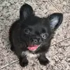 Bruce Maximus - @brucemaximuscarioca - TikTok