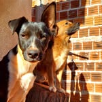 Bruce, Thomas e Maximus - @bruce_thomas_maximus - Instagram
