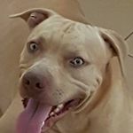 brucemayhew61 - @brucemayhew61 - Instagram