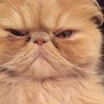 @oscar_bruce_maynard - Instagram