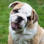 Bruce McClintock 🐾 - @bruce_the_bulldog22 - Instagram