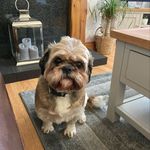 Bruce mckay - @bruce_the_shih_tzu - Instagram