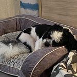 @bruce.the_lhasa_apso.mcqueen - Instagram