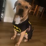 Bruce mcqueen wayne - @rcar_exclusive - Instagram