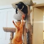 Dynamic Four! - @robinsiralfredmcqueenbruce - Instagram
