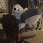 Bruce, Melvin and Henry - @bruce_moose_and_polarbear - Instagram
