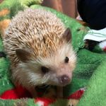 Bruce Melvin Glasoe - @brucethehedgehog23 - Instagram