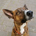 Bruce the Podenco-Mix - @almighty.brucey_ - Instagram