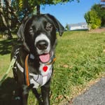 Bruce Wayne • Husky Shepherd Mix - @bruce.waynethedogg - Instagram