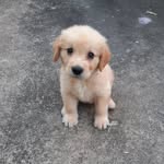 Bruce & Sush - @little_moments_with_bruce - Instagram