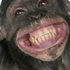 BruceMonkey - @user77321028850196 - TikTok