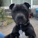 Bruce Monks - @brucie_the_bear_staffy - Instagram