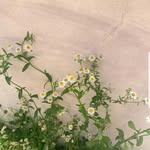 @bruc.emorales - Instagram